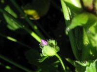 Malva verticillata 3, Dessertbladen, Saxifraga-Rutger Barendse