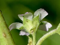 Malva verticillata 4, Dessertbladen, Saxifraga-Sonja Bouwman  989. Dessertbladen - Malva verticillata - Malvaceae familie (zw)