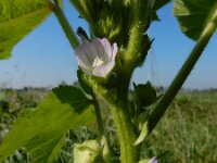 Malva verticillata 7, Dessertbladen, Saxifraga-Ed Stikvoort : Beuningerwaard en Ewijkplaat s9900