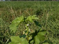 Malva verticillata 9, Dessertbladen, Saxifraga-Ed Stikvoort : Beuningerwaard en Ewijkplaat a900
