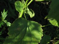 Malvastrum americanum 3, Saxifraga-Rutger Barendse