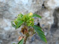 Malvastrum coromandelianum 3, Saxifraga-Rutger Barendse