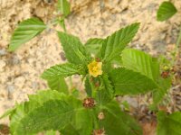 Malvastrum coromandelianum 4, Saxifraga-Rutger Barendse