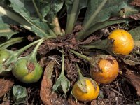 Mandragora autumnalis 1, Saxifraga-Jan de Laat