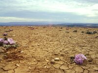 Mandragora autumnalis 2, Saxifraga-Inigo Sanchez
