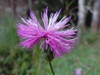 Mantisalca salmantica 3, Saxifraga-Ed Stikvoort