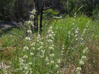 Marrubium parviflorum 2, Saxifraga-Ed Stikvoort