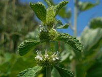 Marrubium vulgare 14, Malrove, Saxifraga-Ed Stikvoort
