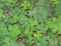 Marsilea quadrifolia 3, Saxifraga-Jasenka Topic