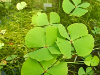 Marsilea quadrifolia 5, Saxifraga-Rutger Barendse