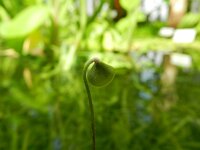 Marsilea quadrifolia 6, Saxifraga-Rutger Barendse