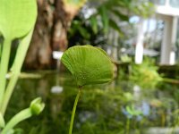 Marsilea quadrifolia 7, Saxifraga-Rutger Barendse