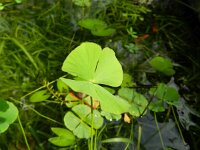 Marsilea quadrifolia 8, Saxifraga-Rutger Barendse