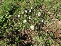 Matricaria chamomilla 12, Echte kamille, Saxifraga-Michiel Drok