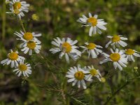 Matricaria chamomilla 14, Echte kamille, Saxifraga-Jan van der Straaten
