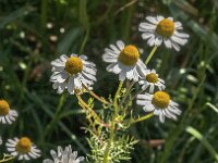 Matricaria chamomilla 18, Echte kamille, Saxifraga-Jan van der Straaten