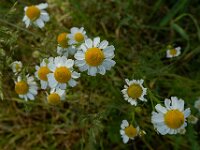 Matricaria chamomilla 7, Echte kamille, Saxifraga-Ab H Baas