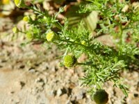 Matricaria discoidea 4, Schijfkamille, Saxifraga-Rutger Barendse