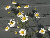 Matricaria maritima 2, Reukeloze kamille, Saxifraga-Jan van der Straaten
