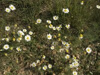 Matricaria maritima 3, Reukeloze kamille, Saxifraga-Jan van der Straaten