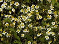 Matricaria maritima ssp inodora 5, Saxifraga-Willem van Kruijsbergen
