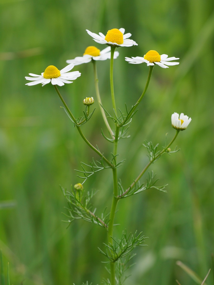 Matricaria recutita, German Chamomile — free download