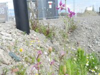 Matthiola longipetala 2, Saxifraga-Rutger Barendse