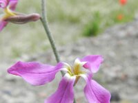 Matthiola longipetala 3, Saxifraga-Rutger Barendse