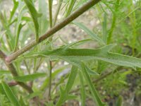 Matthiola longipetala 4, Saxifraga-Rutger Barendse