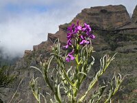 Matthiola maderensis