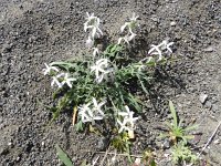 Matthiola parviflora 5, Saxifraga-Rutger Barendse