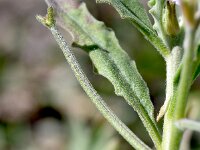 Matthiola parviflora 7, Saxifraga-Sonja Bouwman  Smallflower stock - Matthiola parviflora - Brassicaceae familie