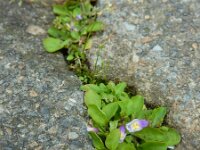 Mazus pumilus 10, Vlakbloempje, Saxifraga-Ed Stikvoort : Den Helder