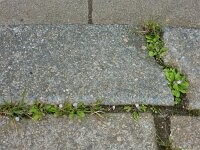 Mazus pumilus 12, Vlakbloempje, Saxifraga-Ed Stikvoort : Den Helder