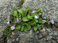 Mazus pumilus 13, Vlakbloempje, Saxifraga-Ed Stikvoort : Den Helder