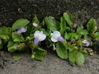 Mazus pumilus 2, Vlakbloempje, Saxifraga-Ed Stikvoort : Den Helder