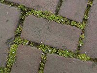 Mazus pumilus 3, Vlakbloempje, Saxifraga-Ed Stikvoort : Den Helder