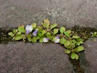 Mazus pumilus 4, Vlakbloempje, Saxifraga-Ed Stikvoort : Den Helder