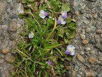 Mazus pumilus 5, Vlakbloempje, Saxifraga-Ed Stikvoort : Den Helder