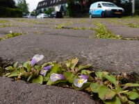 Mazus pumilus 6, Vlakbloempje, Saxifraga-Ed Stikvoort : Den Helder