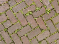 Mazus pumilus 7, Vlakbloempje, Saxifraga-Ed Stikvoort : Den Helder