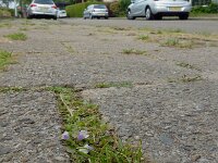 Mazus pumilus 8, Vlakbloempje, Saxifraga-Ed Stikvoort : Den Helder