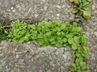 Mazus pumilus 9, Vlakbloempje, Saxifraga-Ed Stikvoort : Den Helder