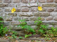 Meconopsis cambrica 11, Schijnpapaver, Saxifraga-Ed Stikvoort