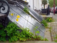 Meconopsis cambrica 12, Schijnpapaver, Saxifraga-Ed Stikvoort