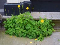 Meconopsis cambrica 13, Schijnpapaver, Saxifraga-Ed Stikvoort