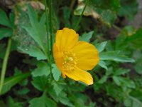 Meconopsis cambrica 14, Schijnpapaver, Saxifraga-Ed Stikvoort