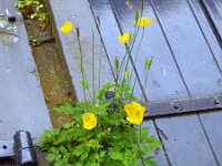 Meconopsis cambrica 15, Schijnpapaver, Saxifraga-Ed Stikvoort