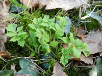 Meconopsis cambrica 21, Schijnpapaver, Saxifraga-Rutger Barendse