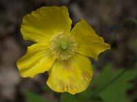 Meconopsis cambrica 4, Schijnpapaver, Saxifraga-Willem van Kruijsbergen